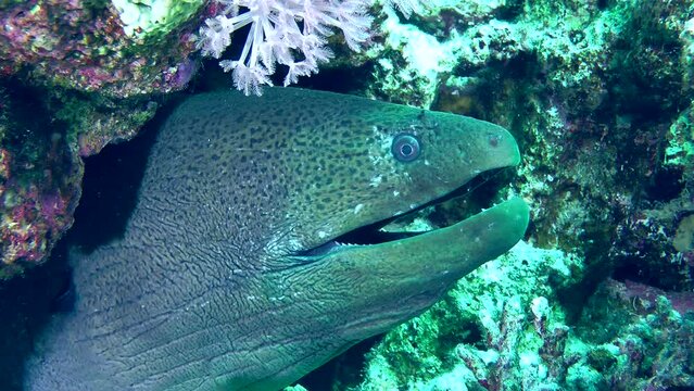 A close-up of a Giant moray (Gymnothorax javanicus) that sticks its head out of a coral crevice.