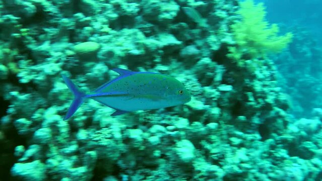 Bluefin trevally (Caranx melampygus) swim along the coral reef wall.