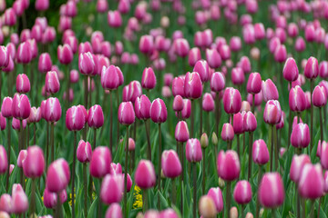 Beautiful pink tulips in a large city flower bed