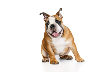 Cute purebred dog, bulldog posing isolated on white studio background. Concept of animal, breed, vet, health and care