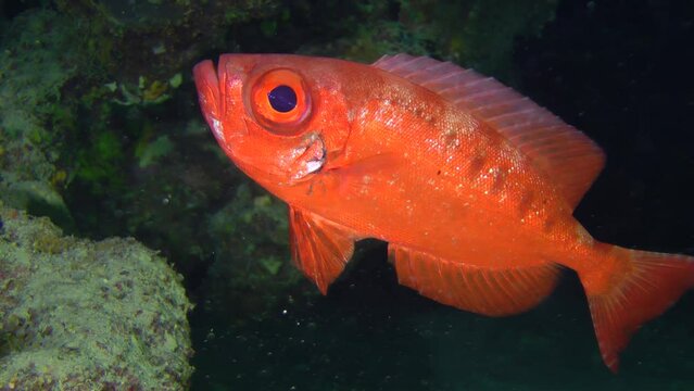 Moontail bullseye (Priacanthus hamrur) on a dark background of a coral reef grotto, close-up.