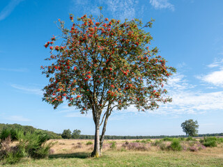 Rowan tree, Sorbus aucuparia, with berries in Westerheide nature reserve, Gooi, Netherlands - obrazy, fototapety, plakaty