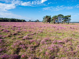 Blooming heather field on Westerheide heathland in Gooi near Hilversum, Netherlands