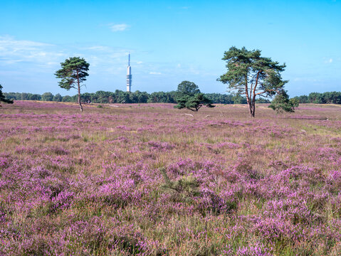 Blooming heather field on Westerheide heathland in Gooi near Hilversum, Netherlands