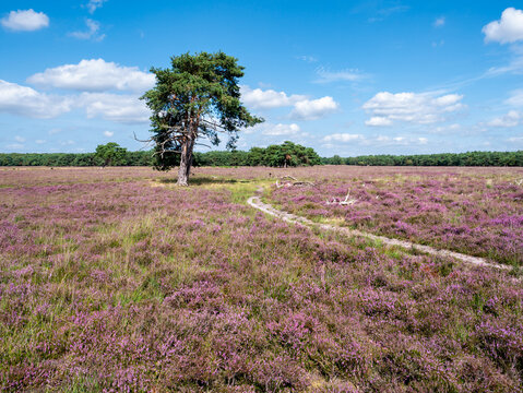 Footpath and blooming heather on Westerheide nature reserve in Gooi, Noord-Holland, Netherlands