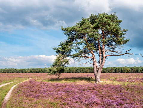 Footpath, pine tree and heather in bloom on Westerheide nature reserve in Gooi, Noord-Holland, Netherlands
