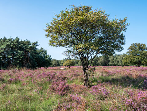 Juneberry, Amelanchier lamarkii, tree and blooming heather, heathland Zuiderheide, Gooi, Netherlands