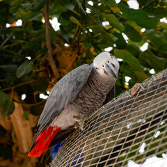 Fototapeta premium Close up of the african grey parrot