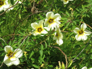 Naklejka premium white and yellow flowers