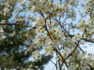 Flowering cherry against a blue sky. Cherry blossoms. Spring background