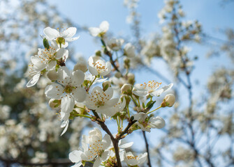 Flowering cherry against a blue sky. Cherry blossoms. Spring background