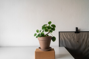 Pilea Peperomioides in Topf auf weißem Tisch vor weißer Wand