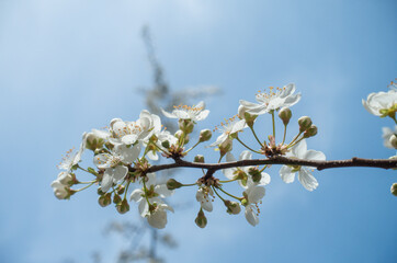 Flowering cherry against a blue sky. Cherry blossoms. Spring background