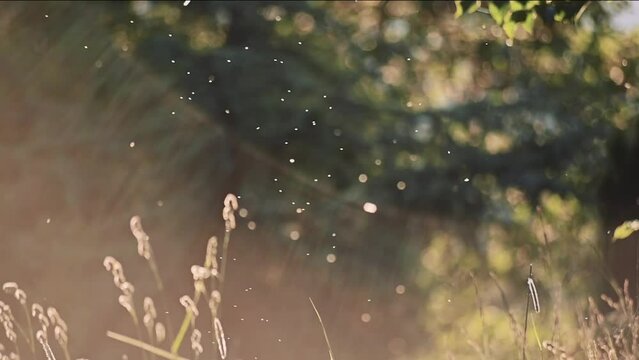 Summer Evening Insects