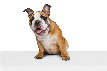 Obraz premium Portrait of beautiful purebred dog, bulldog puppy posing isolated on white studio background. Concept of animal, breed, vet, health and care