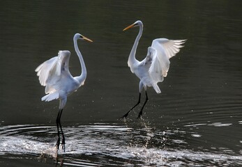 Obraz premium A pair of Great Egret dancing on the water in early morning sunlight