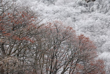 Branches with red leaves in woodland covered with white snowflakes