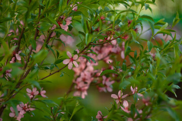 Blooming spring flowers. Pink flowers. Shrubs. Spring photo, fruit tree. Flower in green.