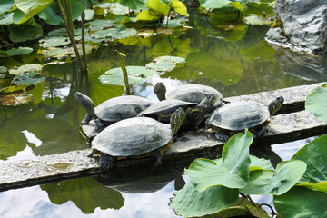 池の亀 turtle