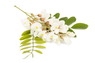 Fresh flowering acacia branch with leaves cut out on a white background.