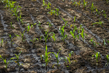 Corn saplings are grown from seeds in fertile soil. The cultivation of green leafy crops, sweet corn. Organic farming without pesticides.