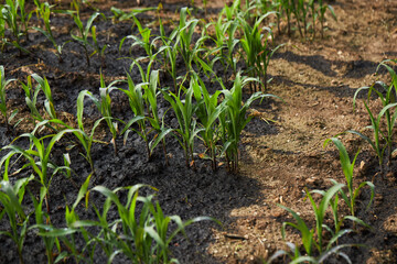 Corn saplings are grown from seeds in fertile soil. The cultivation of green leafy crops, sweet corn. Organic farming without pesticides.
