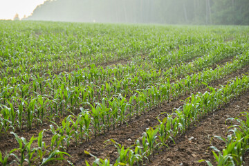 Corn saplings are grown from seeds in fertile soil. The cultivation of green leafy crops, sweet...