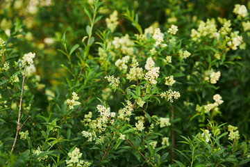 Ligustrum vulgare wild european privet white flowering plant, group of scented flowers in bloom on shrub branches