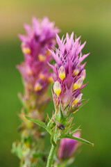 Blossoming pink cow-wheat plant. Melampyrum arvense.