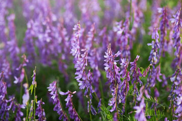 Cow vetch (Vicia cracca) blossom in spring garden. Medicinal plant.