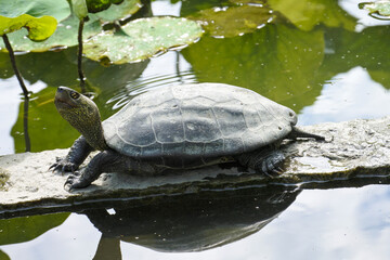 池の亀 turtle