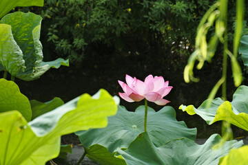 蓮の花 lotus flower