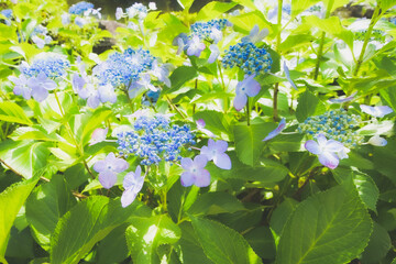 紫陽花の花 Ajisai