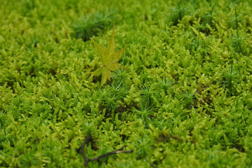 苔の絨毯 moss carpet