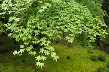 新緑 new green leaves