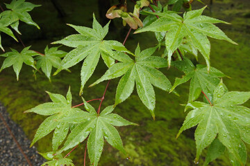 新緑 new green leaves