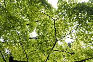 新緑 new green leaves
