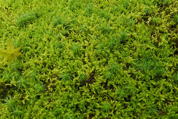 苔の絨毯 moss carpet