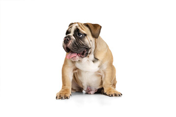 Portrait of beautiful purebred dog, bulldog puppy posing isolated on white studio background. Concept of animal, breed, vet, health and care