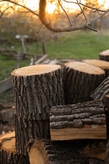Stumps and firewood in the evening light. Shallow depth of field