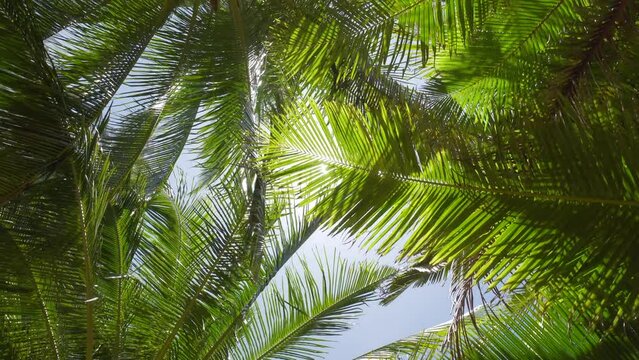 Coconut palm trees bottom view sunbeam through sky.