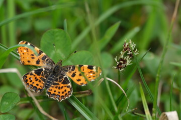 Map butterfly close up in the wild