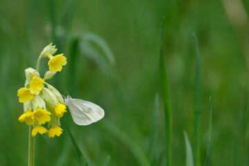 Cryptic Wood White butterfly on a yellow cowslip flower