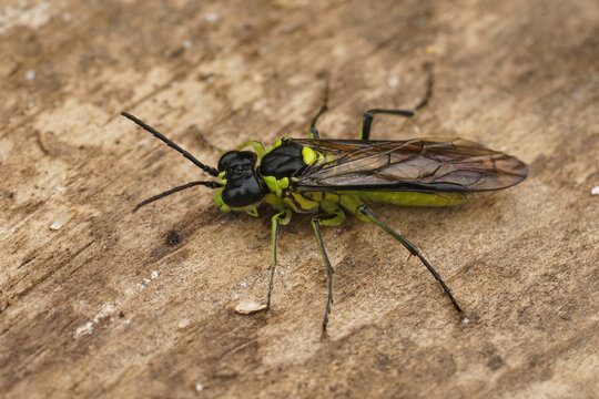 Closeup on a colorful green sawfly,Tenthredo mesomela on a piece of wood