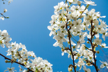 Flowering cherry against a blue sky. Cherry blossoms. Spring background