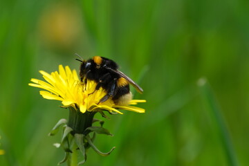 Close up of a bumblebee on a yellow dandelion flower