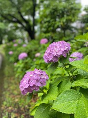 Fototapeta premium The hydrangea season, the park filled with the blossoms, year 2022 June 6th Tokyo Ueno park, Japan