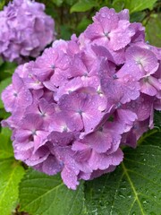 Obraz premium The beautiful purple hydrangeas covered with raindrops, the rainy season in Tokyo Japan year 2022 June 6th 