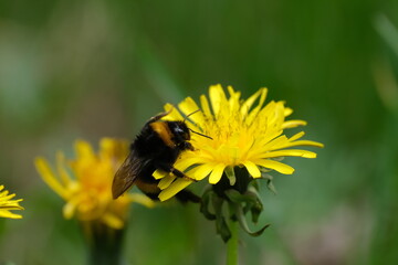 Close up of a bumblebee on a yellow dandelion flower