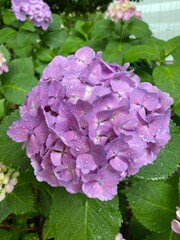 Obraz premium The beautiful purple hydrangeas covered with raindrops, the rainy season in Tokyo Japan year 2022 June 6th 
